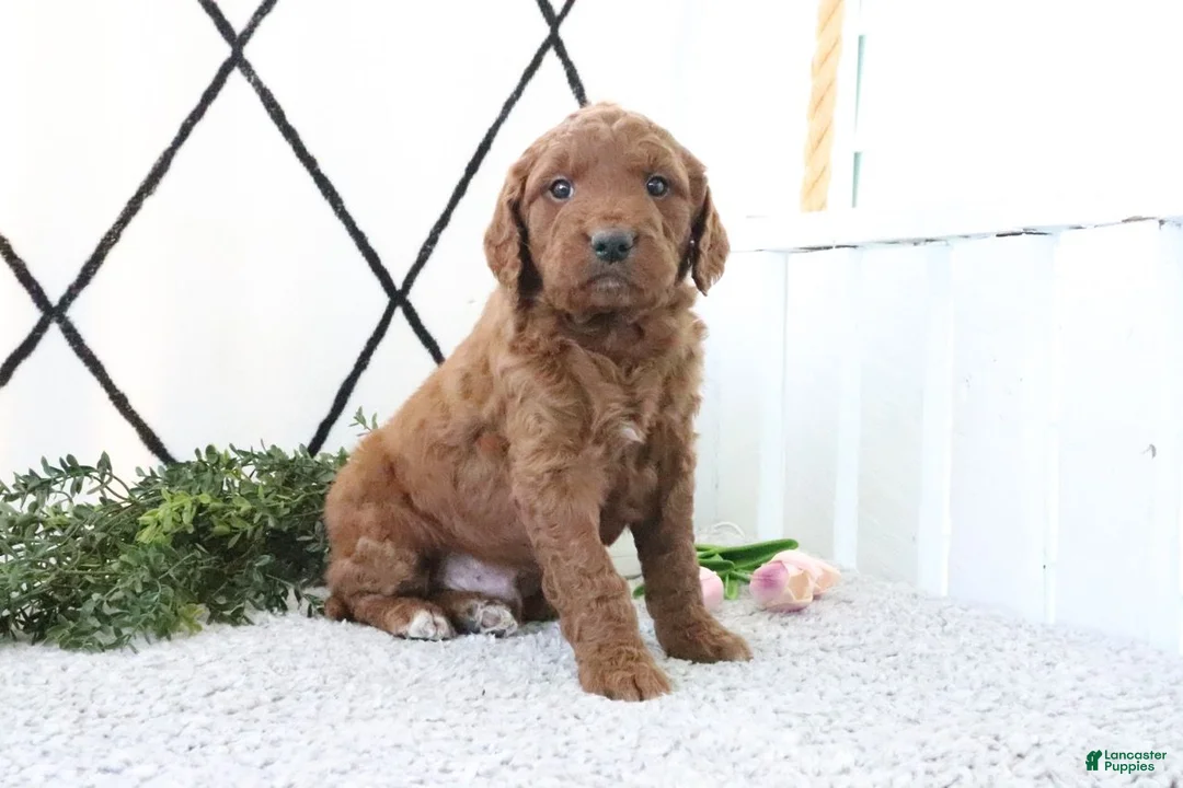 Mini Goldendoodle dogs for sale: Rusty - Ad 2