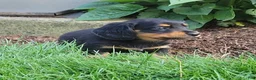 Miniature Dachshund dogs for sale: Vivian  - Ad 20