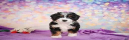 Mini Bernedoodle dogs for sale: Stella - Ad 3