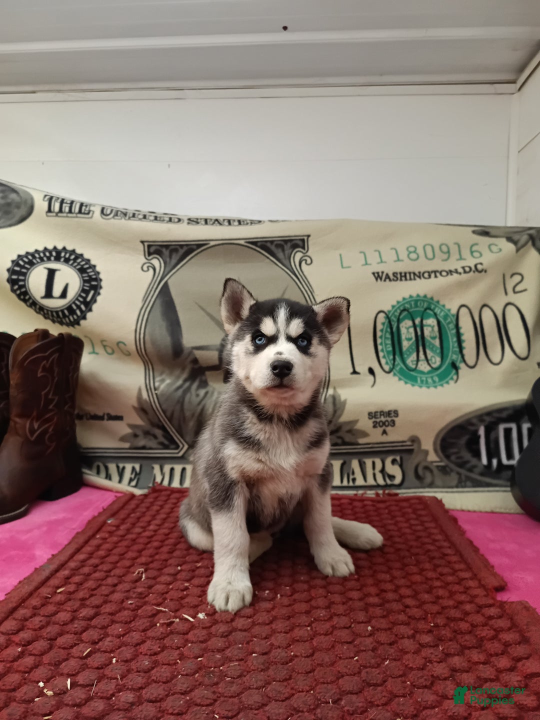 Siberian Husky dogs for sale: Ada - Ad 5