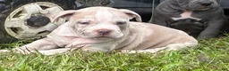 Olde English Bulldogge dogs for sale: Olde English Bulldogge 7 - Ad 4