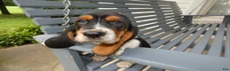 Basset Hound dogs for sale: Basset Hound 3 Kingston - Ad 2