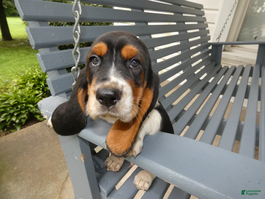 Basset Hound dogs for sale: Basset Hound 3 Kingston - Ad 2