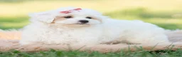 Maltipoo dogs for sale: Pongo - Ad 6
