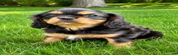 Cavalier King Charles Spaniel dogs for sale: Cavalier King Charles Spaniel (Millie) - Ad 2