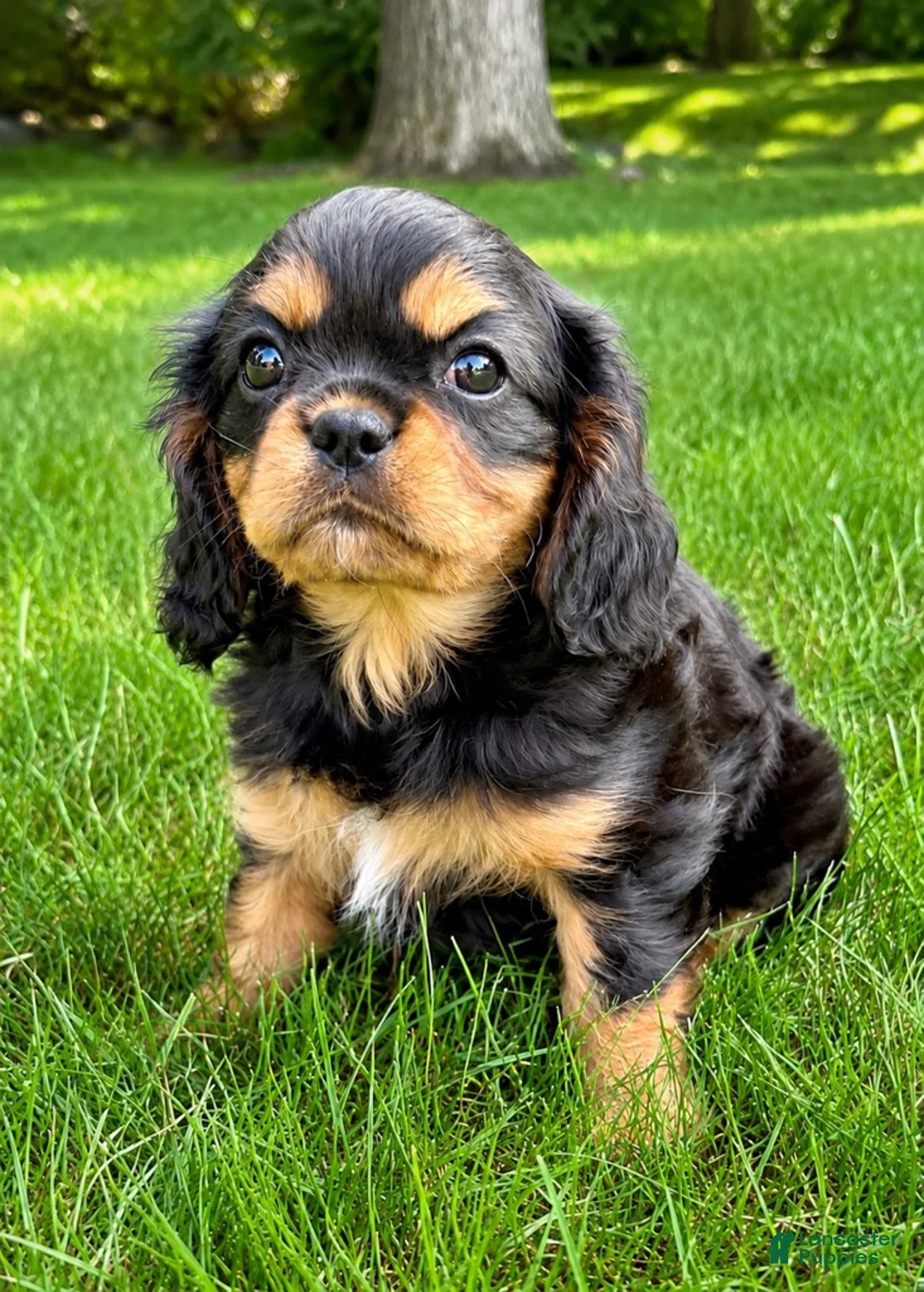 Cavalier King Charles Spaniel dogs for sale: Cavalier King Charles Spaniel (Millie) - Ad 2