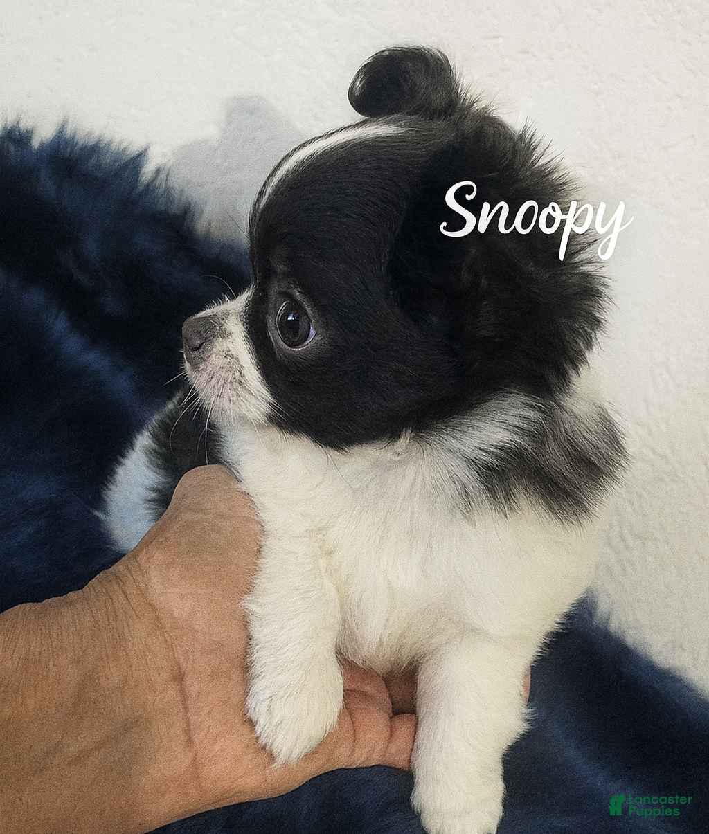 Chihuahua dogs Snoopy LC Apple Head Chihuahua Male  - Ad 6