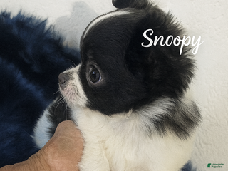 Chihuahua dogs Snoopy LC Apple Head Chihuahua Male - Ad 2