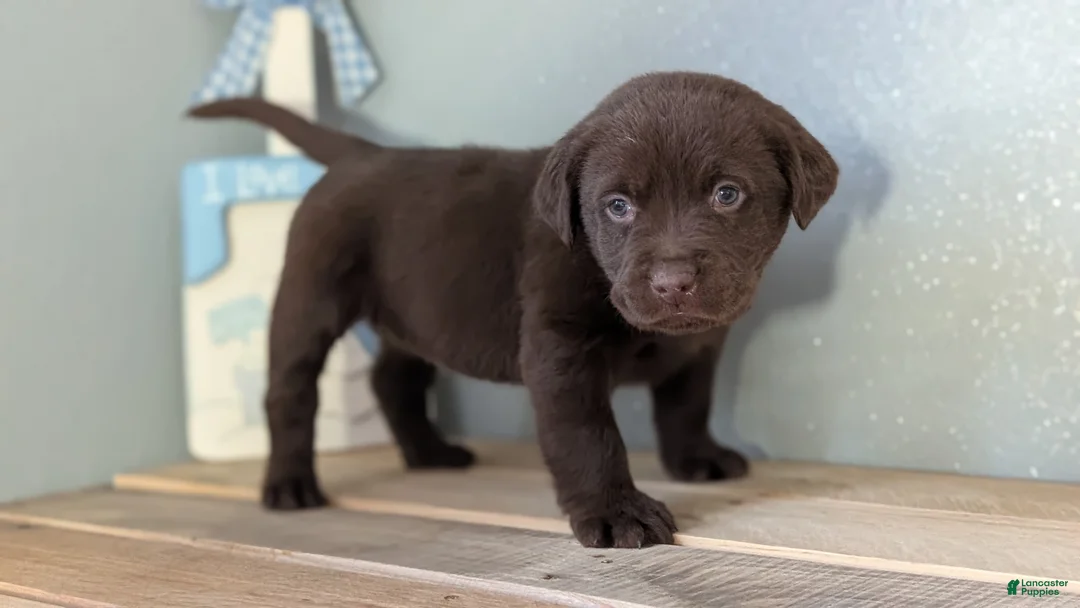 Labrador Retriever dogs for sale: Bentley  - Ad 8