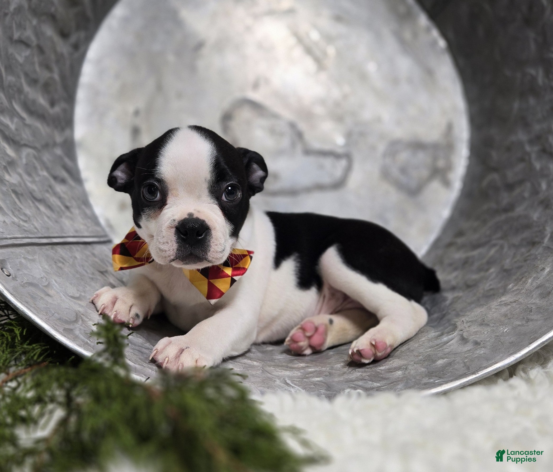 Boston Terrier dogs Chuck - Ad 23
