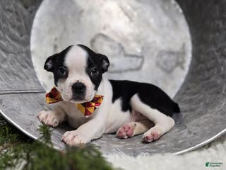 Boston Terrier dogs Chuck - Ad 40