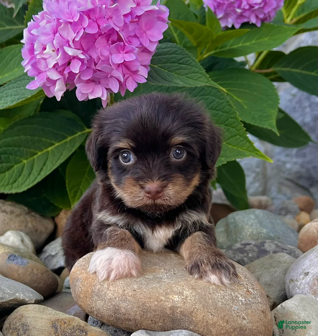Havanese dogs for sale: Amber - Ad 1