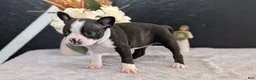 Boston Terrier dogs for sale: Mya - Ad 5