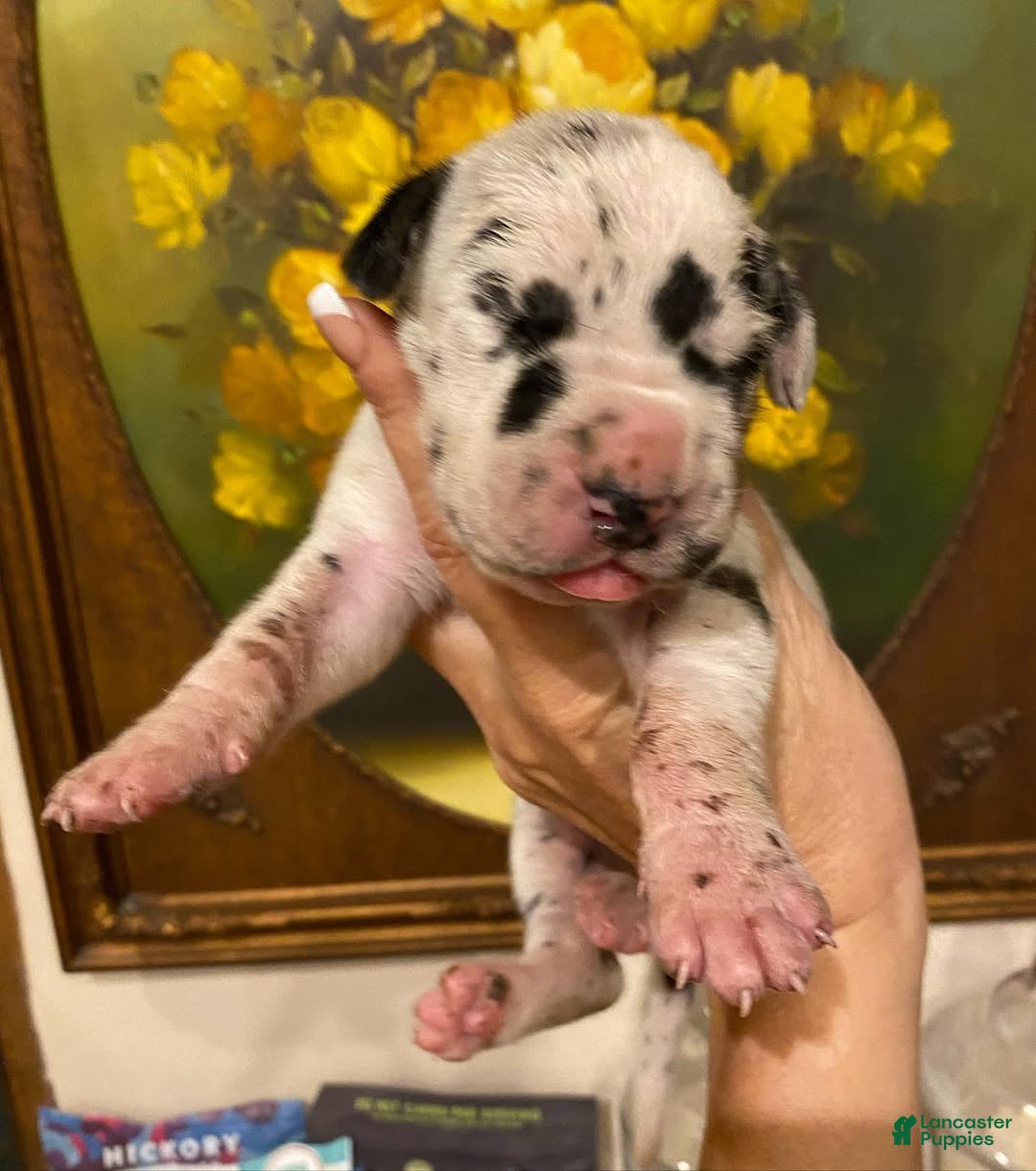 Great Dane dogs Carbon Creed's Meridian Tide 🌊 - Ad 28