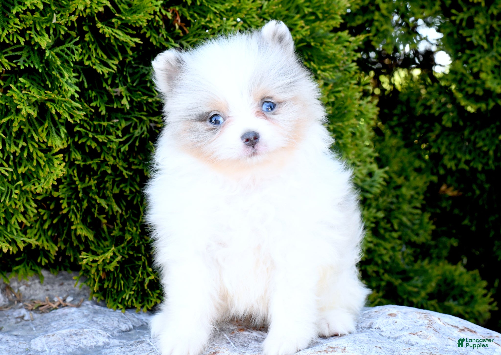 Pomeranian dogs Amosson - Ad 2