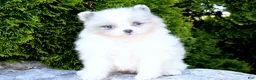 Pomeranian dogs for sale: Pomeranian Puppy 3 - Ad 2