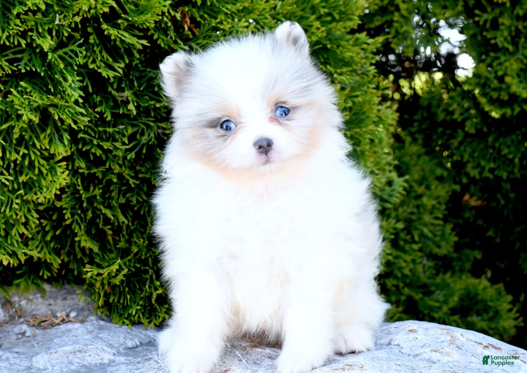 Pomeranian dogs for sale: Pomeranian Puppy 3 - Ad 2