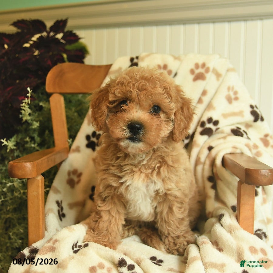 Shihpoo dogs Marley  - Ad 2