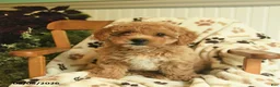 Shihpoo dogs for sale: Marley  - Ad 2