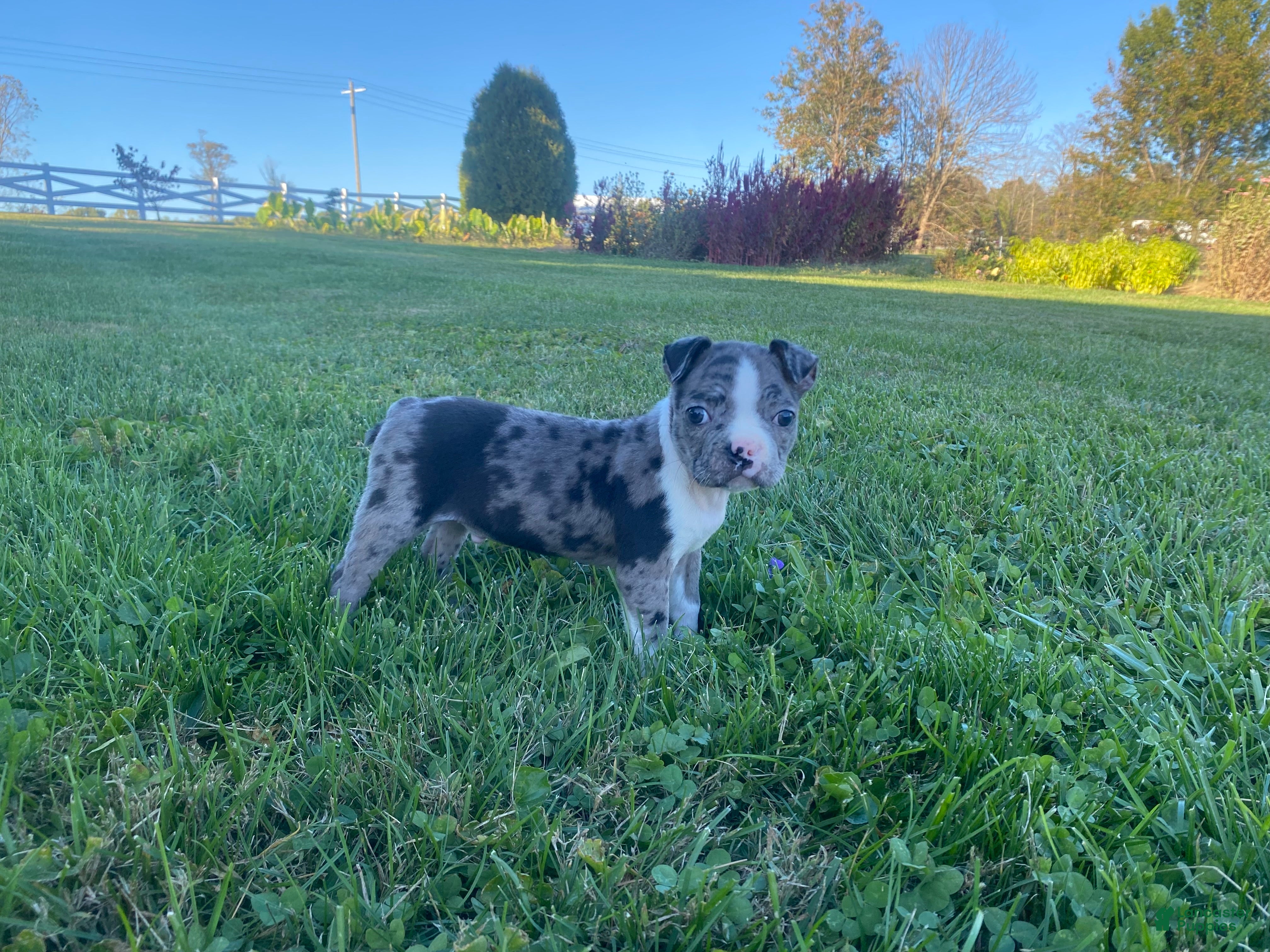 Boston Terrier dogs for sale: Buddy - Ad 2