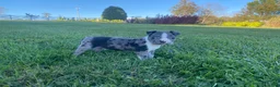 Boston Terrier dogs for sale: Buddy - Ad 2