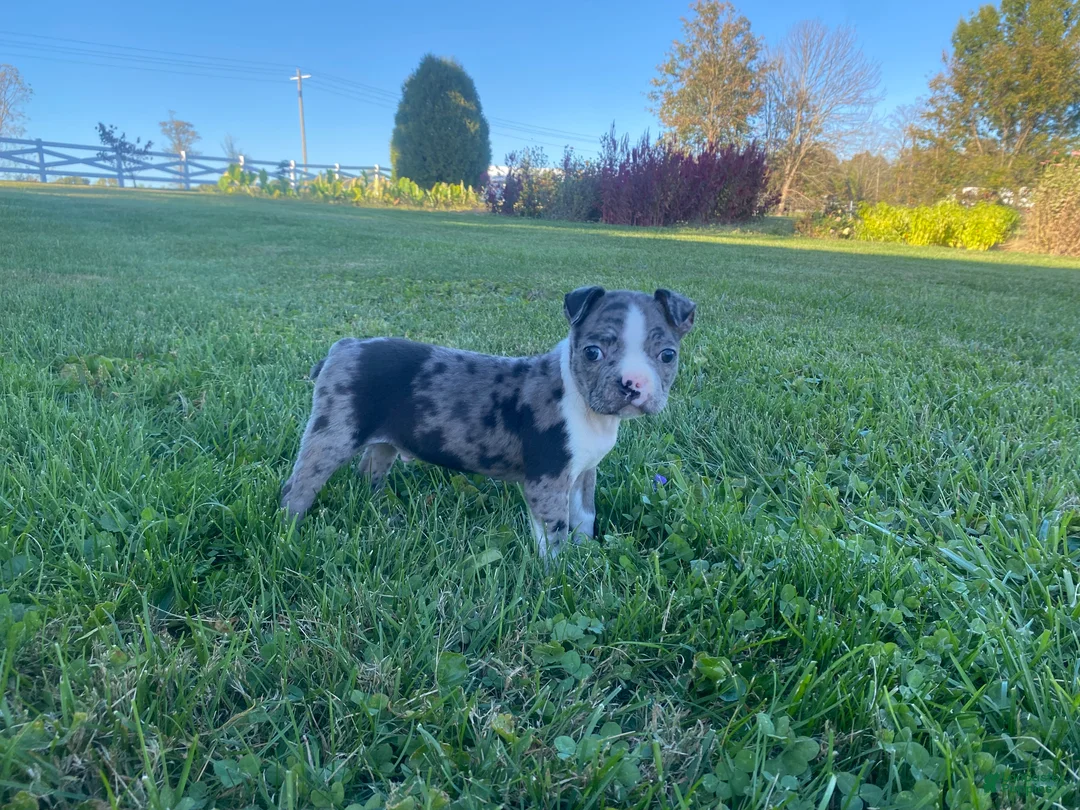 Boston Terrier dogs for sale: Buddy - Ad 2