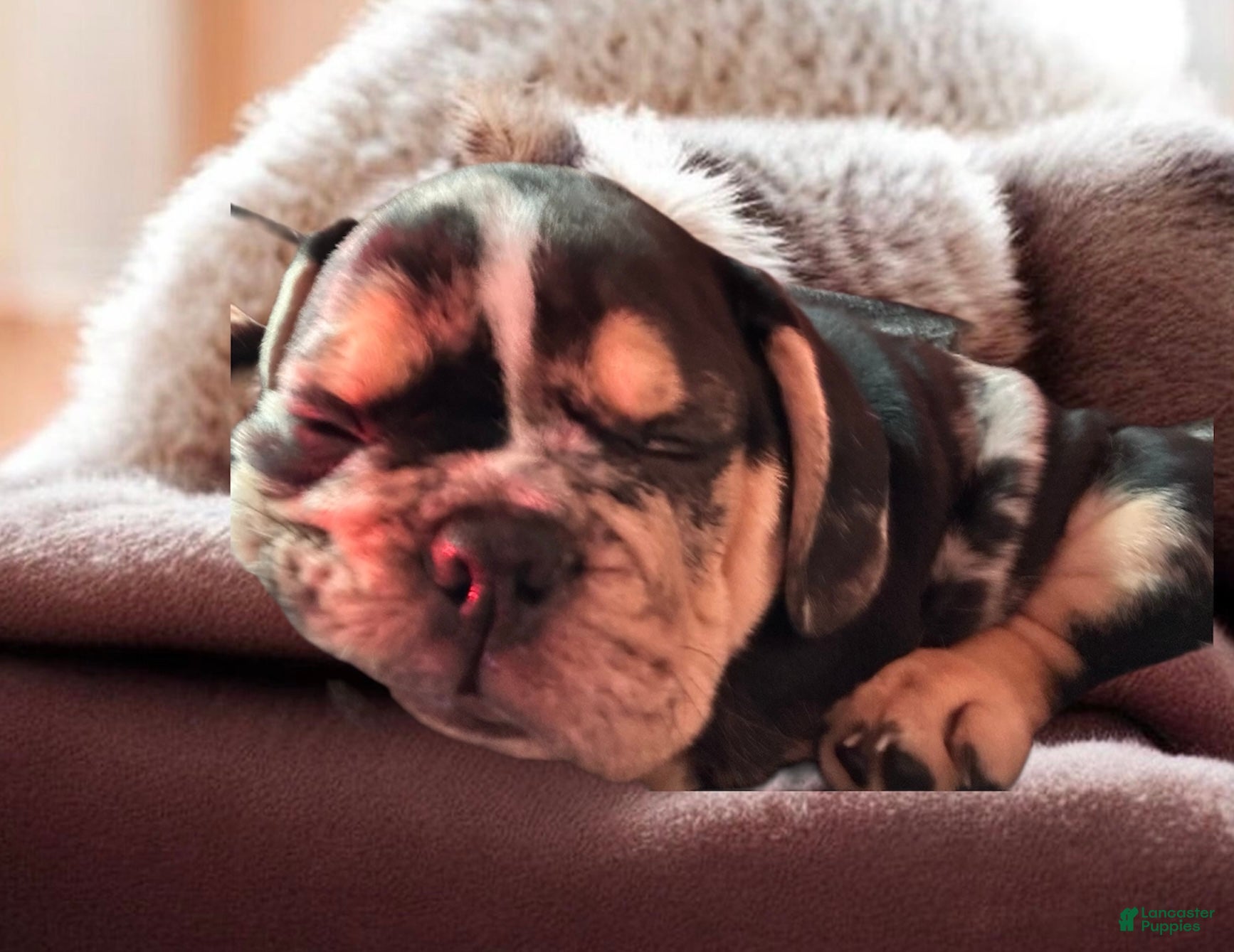 English Bulldog dogs Maxwell - Ad 2
