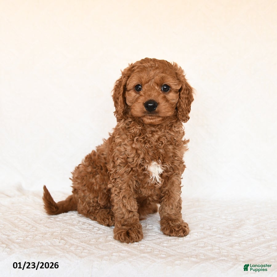 Cavapoo dogs Sailor - Ad 8