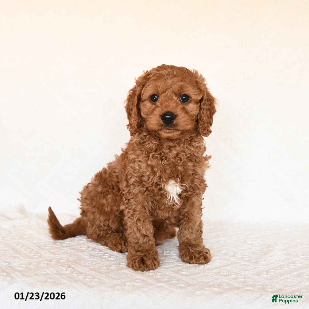 Cavapoo dogs for sale: Sailor - Ad 1