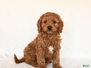 Cavapoo dogs Sailor - Ad 8