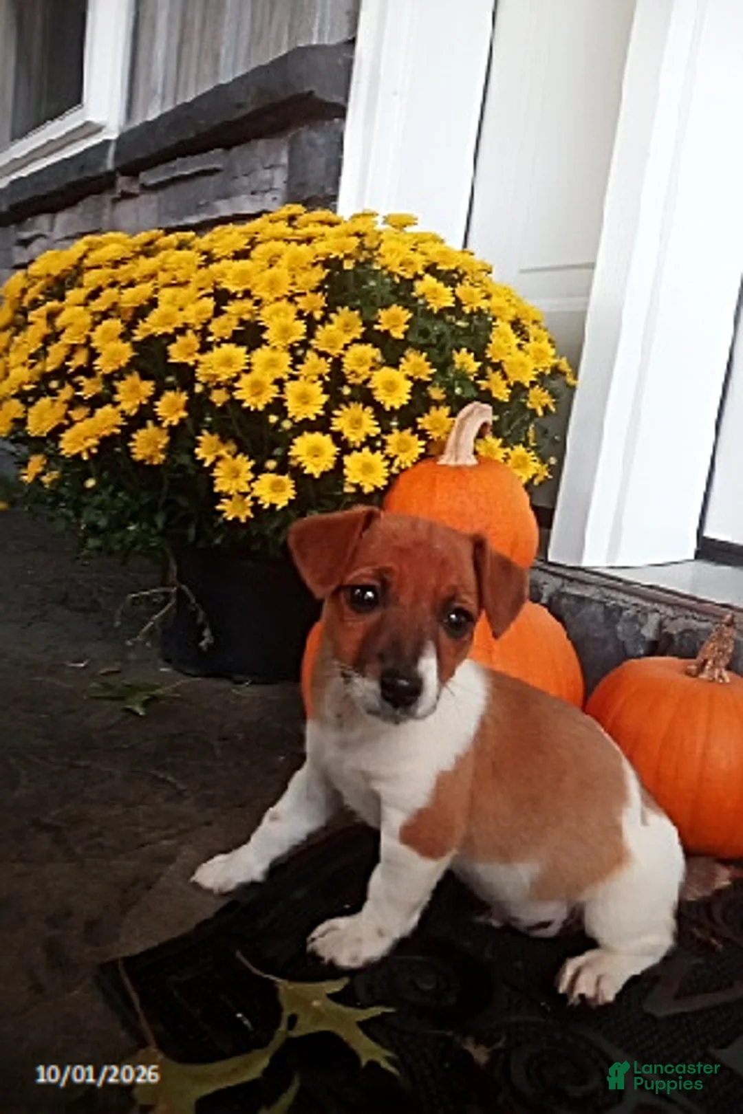 Jack Russell Terrier dogs for sale: Rusty - Ad 1