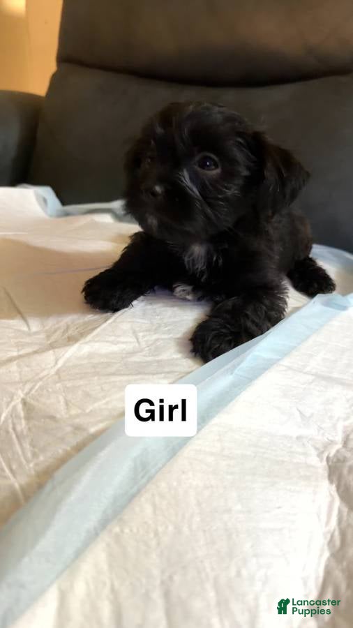 Shorkie dogs Shorkie Puppy 4 - Ad 37