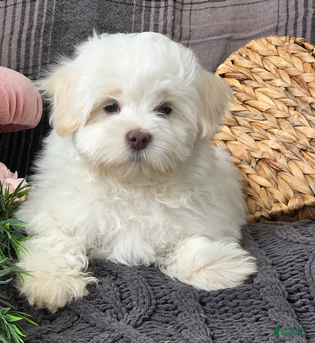 Maltese dogs for sale: Cloud - Ad 6
