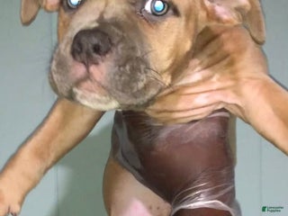 American Bully dogs - Ad 5