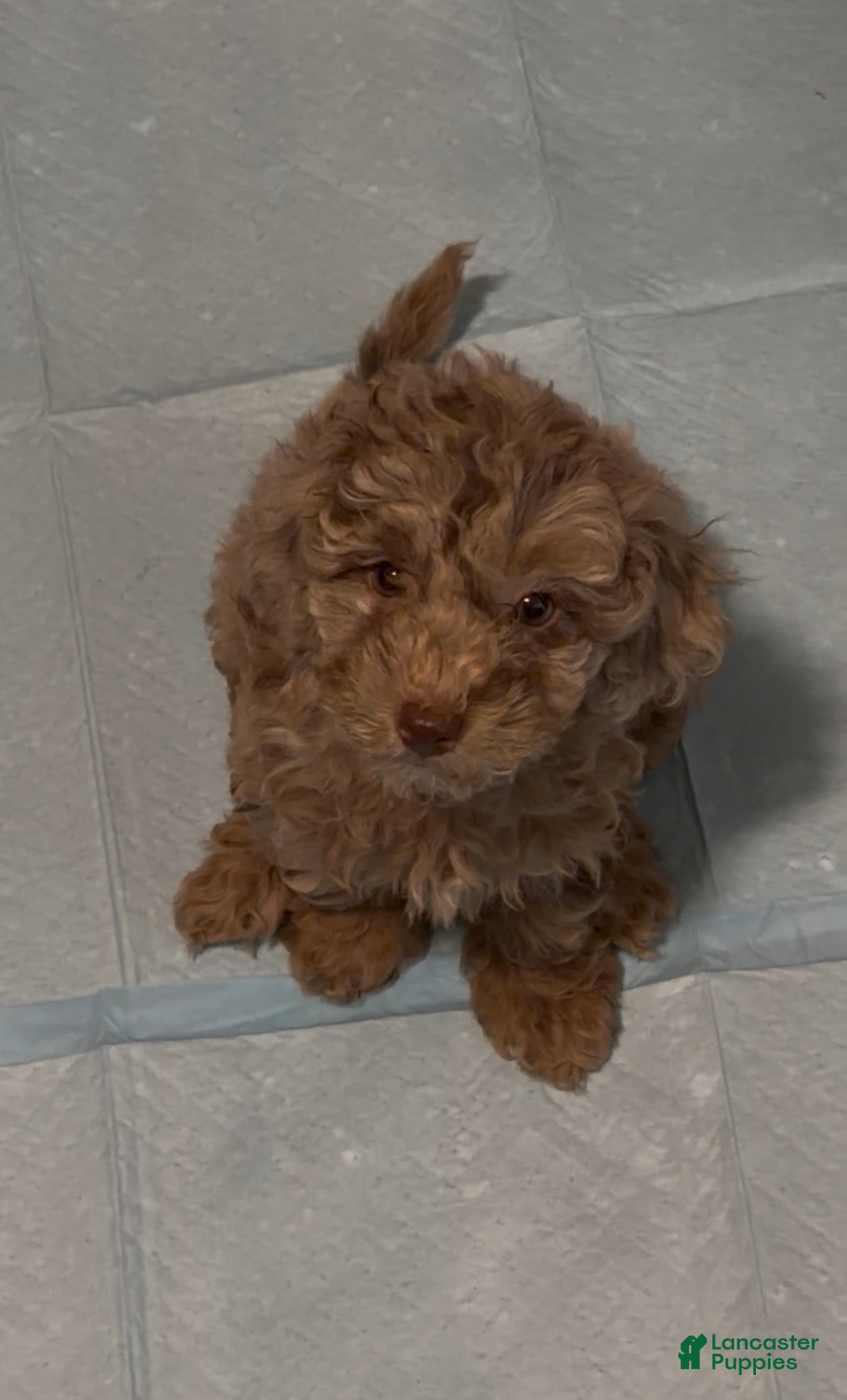 Miniature Poodle dogs Mocha - Ad 42