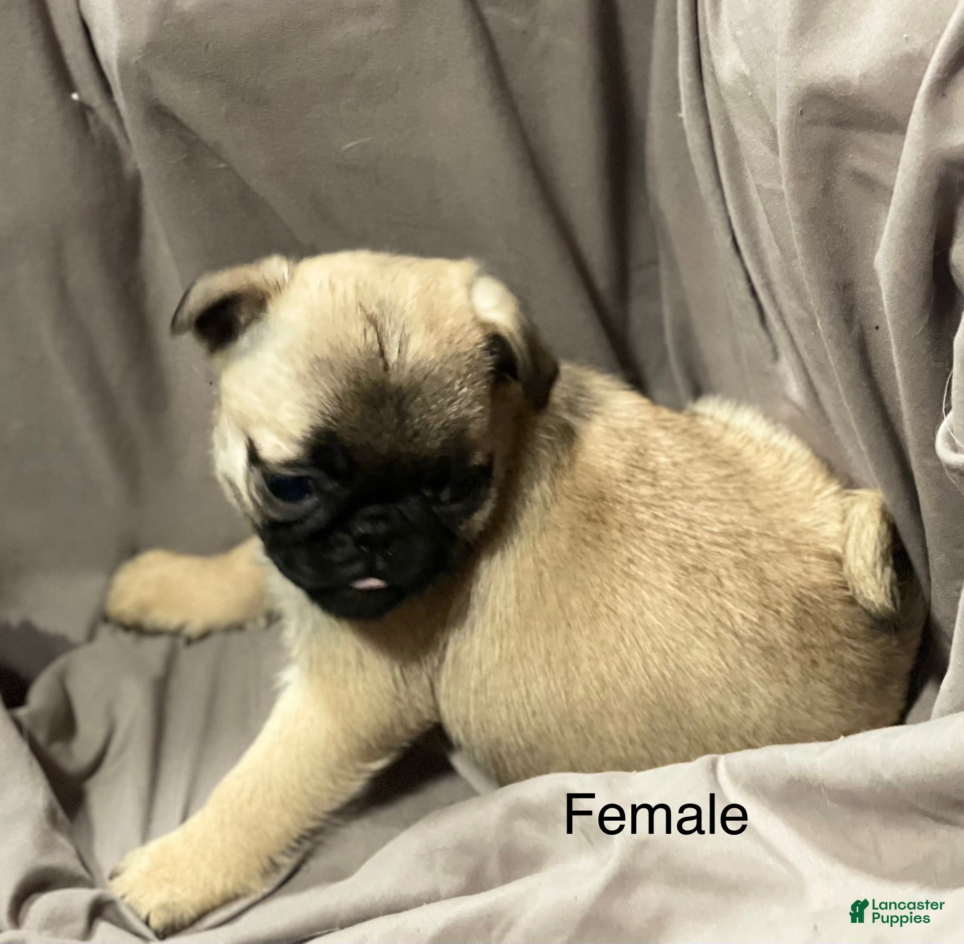 Pug dogs Pug Puppy 3 - Ad 6