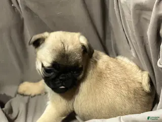 Pug dogs Pug Puppy 3 - Ad 6