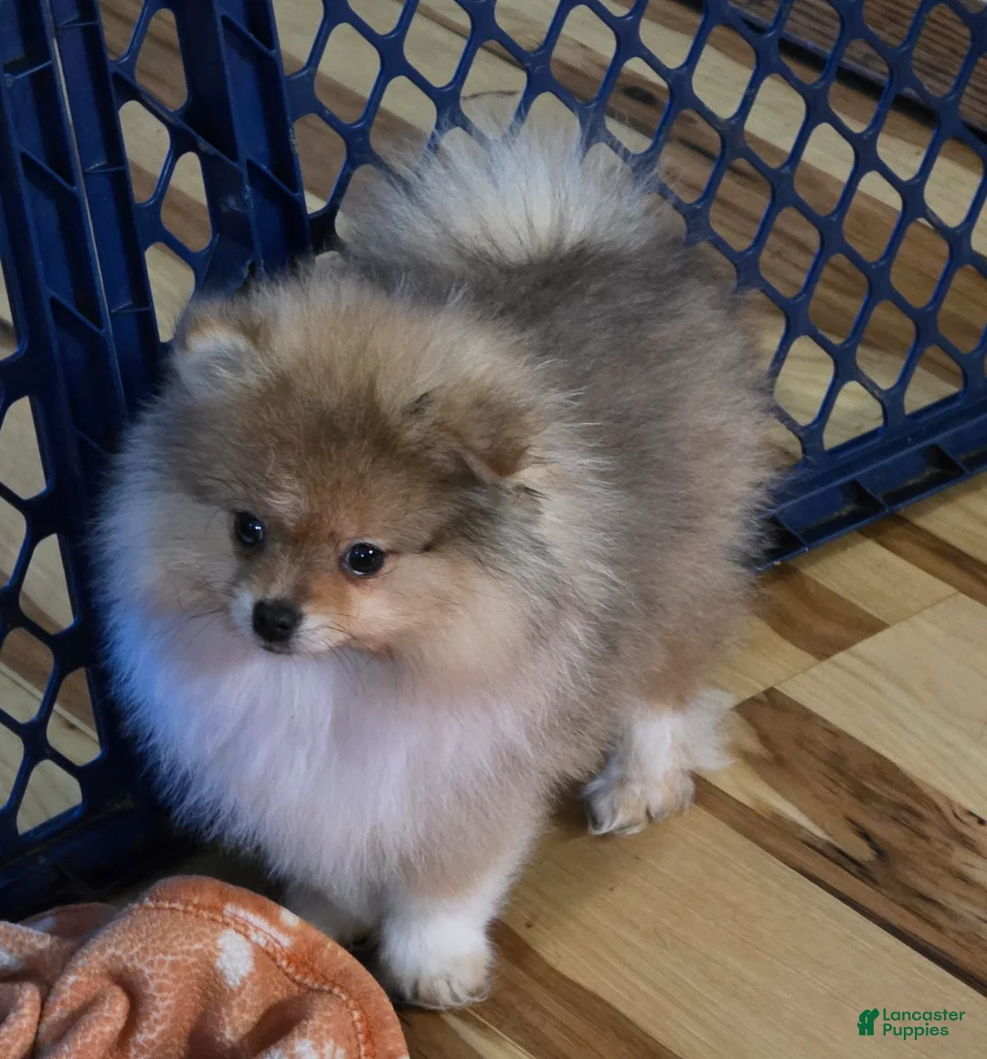 Pomeranian dogs for sale: Pomeranian Puppy 2 - Ad 1