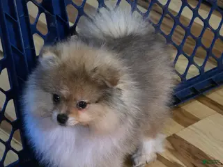 Pomeranian dogs Pomeranian Puppy 2 - Ad 26