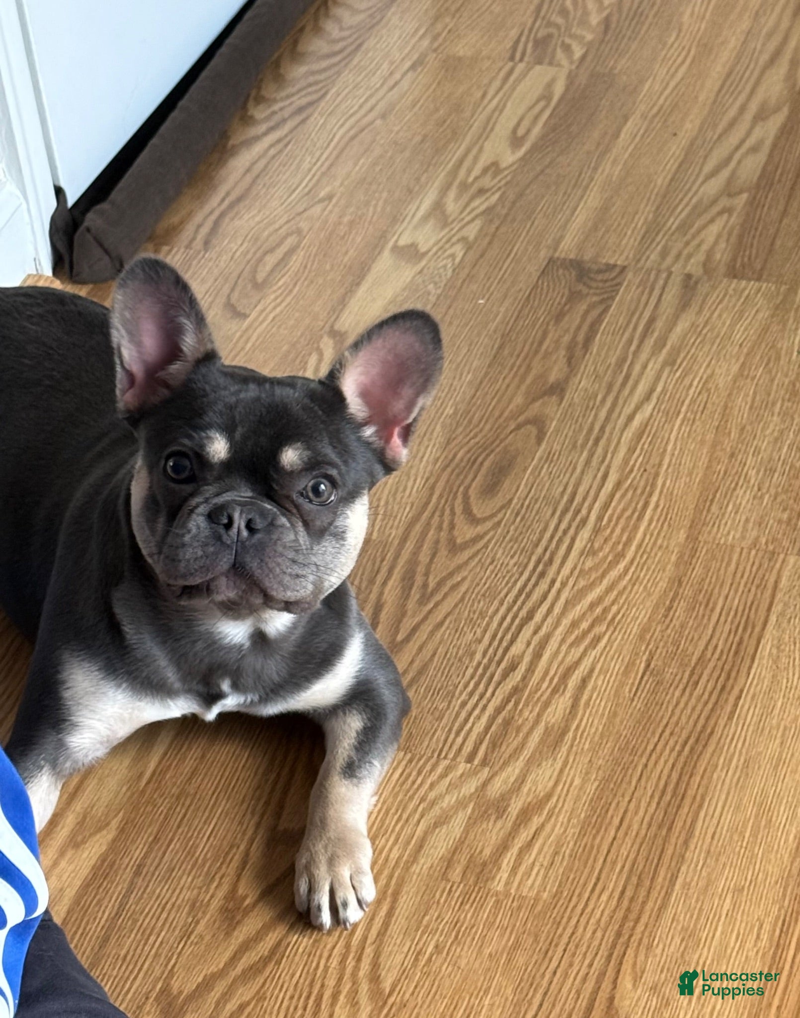 French Bulldog dogs French Bulldog 1 - Ad 1