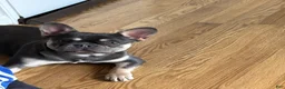 French Bulldog dogs for sale: French Bulldog 1 - Ad 1