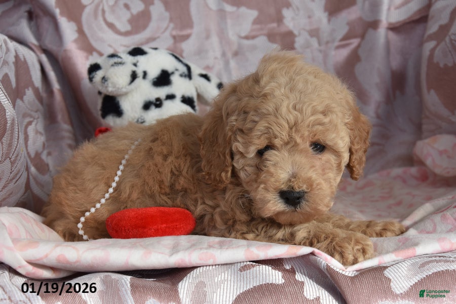 Cockapoo dogs Mike - Ad 2