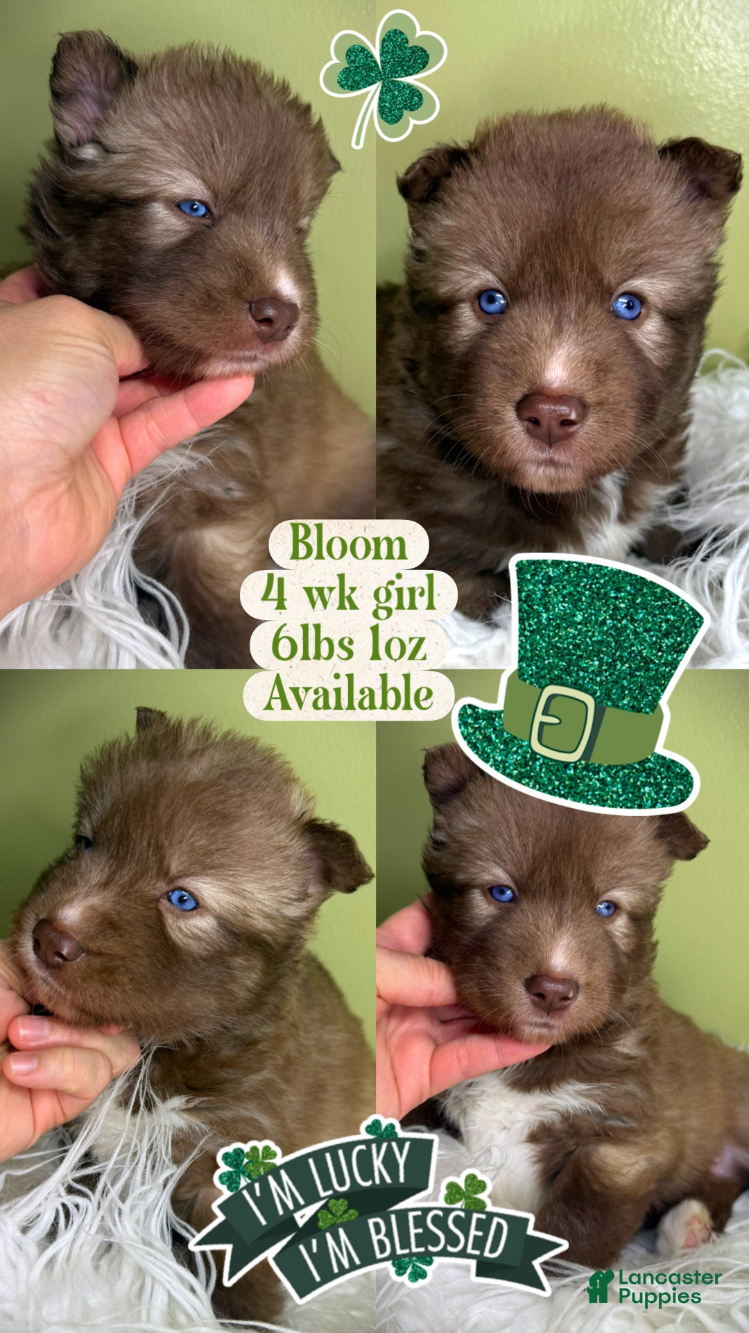 Siberian Husky dogs Bloom - Ad 21