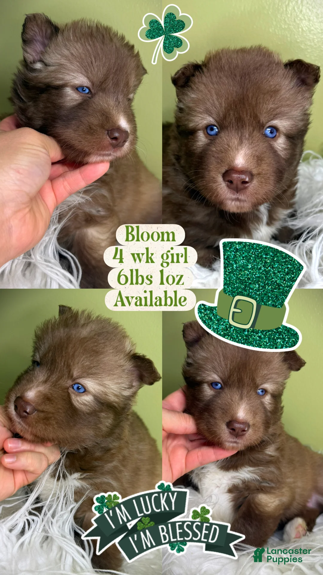 Siberian Husky dogs for sale: Bloom - Ad 1