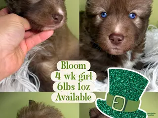 Siberian Husky dogs Bloom - Ad 21