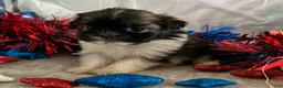 Shih Tzu dogs for sale: Creed - Ad 8