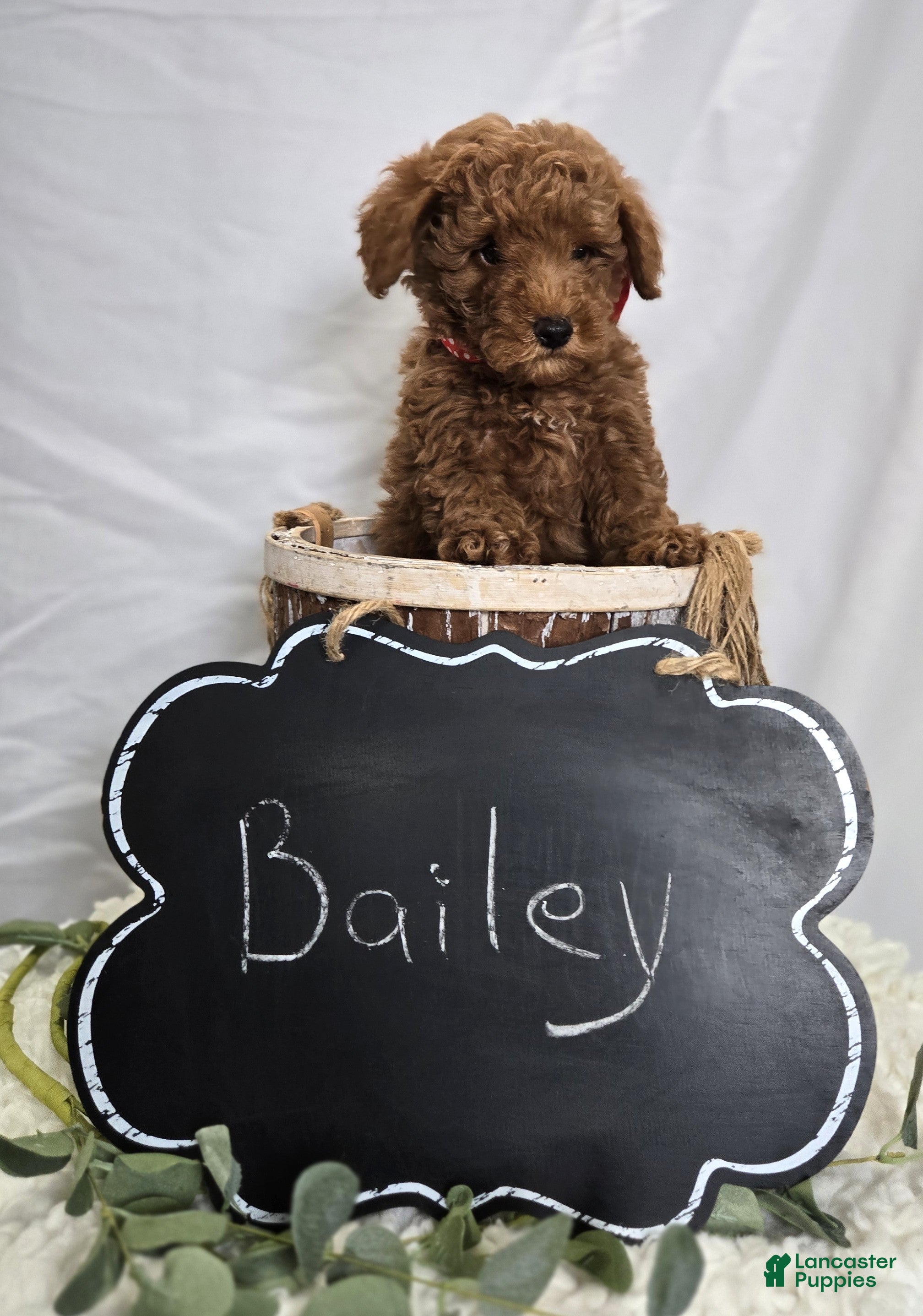 Toy Poodle dogs Bailey - Ad 2