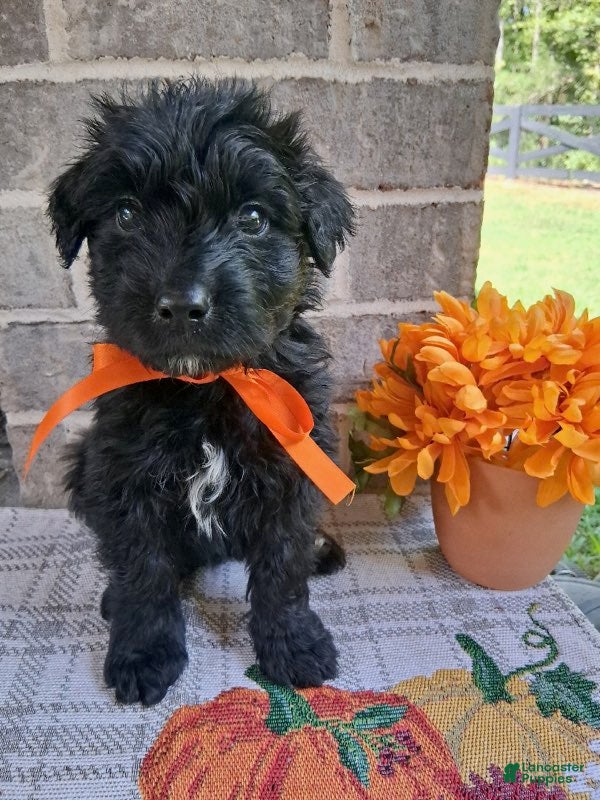 Bouvier Des Flandres dogs Bouvier Des Flandres Girl 1 - Ad 2