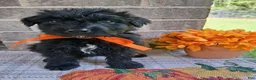 Bouvier Des Flandres dogs for sale: Bouvier Des Flandres Girl 1 - Ad 2