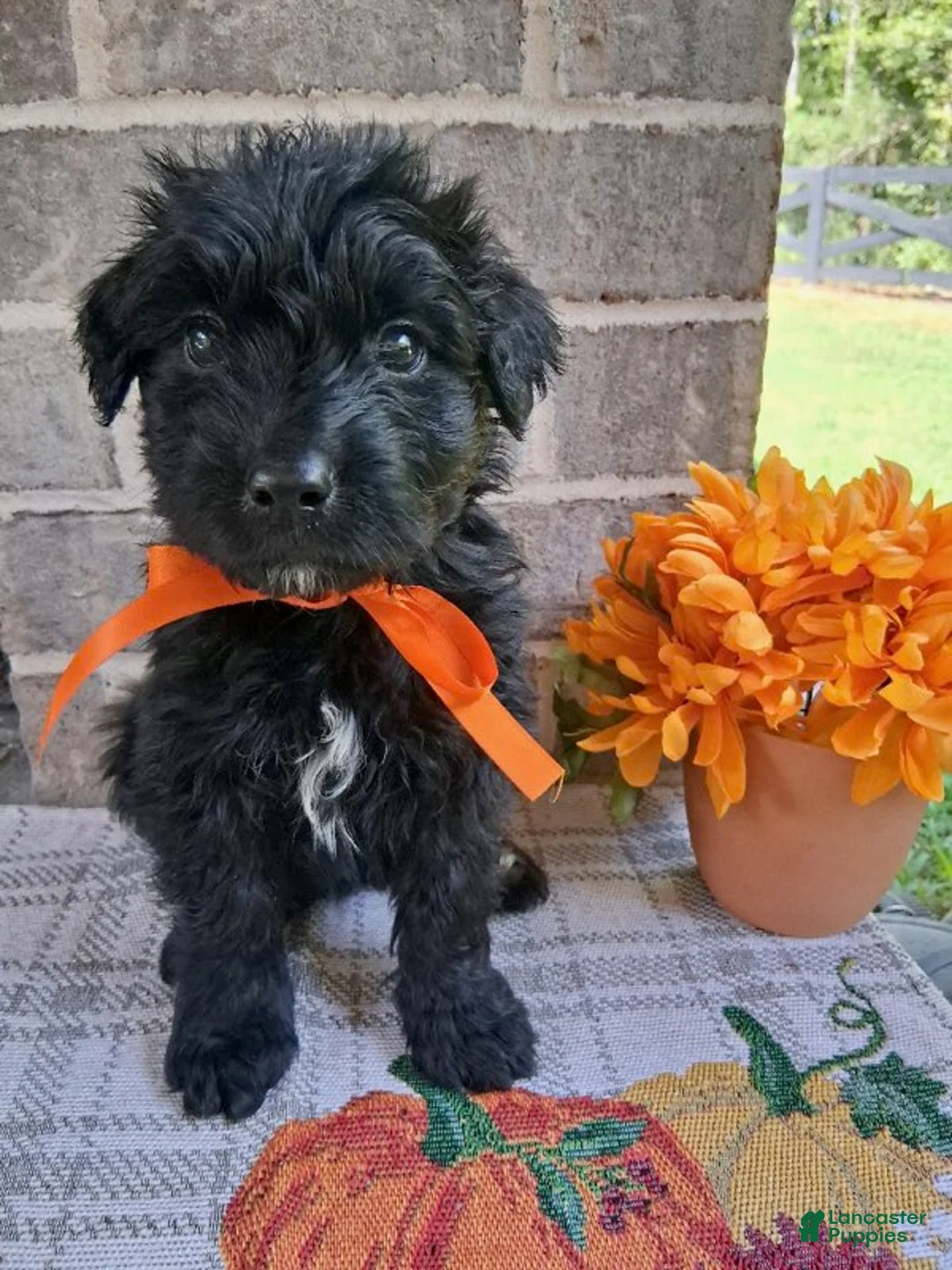 Bouvier Des Flandres dogs for sale: Bouvier Des Flandres Girl 1 - Ad 2